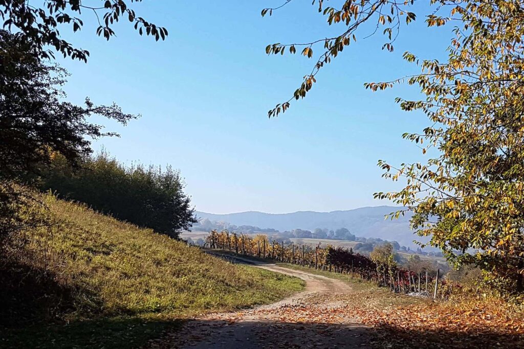 Wanderweg Richtung Mülheim an der Mosel